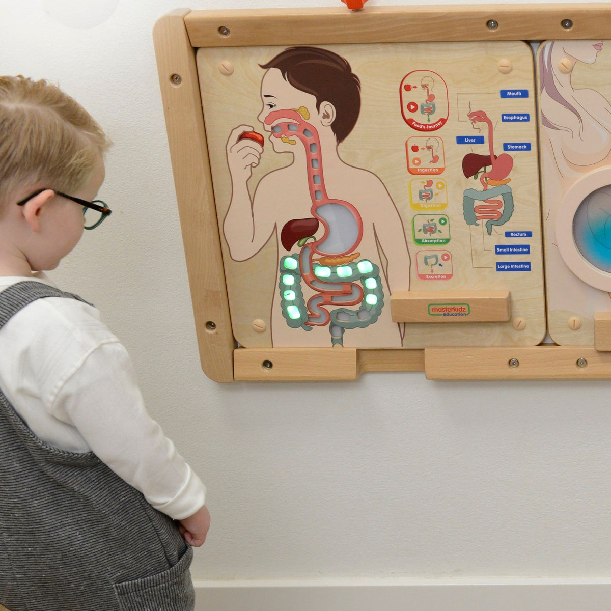 MASTERKIDZ Tablica Edukacyjna Układ Trawienny Montessori